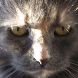 Meet your Posher, Kim